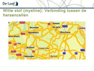 Witte stof (myeline): Verbinding tussen de
hersencellen
 