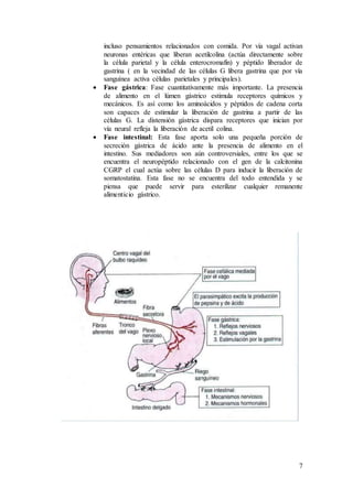 7
incluso pensamientos relacionados con comida. Por vía vagal activan
neuronas entéricas que liberan acetilcolina (actúa directamente sobre
la célula parietal y la célula enterocromafín) y péptido liberador de
gastrina ( en la vecindad de las células G libera gastrina que por vía
sanguínea activa células parietales y principales).
 Fase gástrica: Fase cuantitativamente más importante. La presencia
de alimento en el lúmen gástrico estimula receptores químicos y
mecánicos. Es así como los aminoácidos y péptidos de cadena corta
son capaces de estimular la liberación de gastrina a partir de las
células G. La distensión gástrica dispara receptores que inician por
vía neural refleja la liberación de acetil colina.
 Fase intestinal: Esta fase aporta solo una pequeña porción de
secreción gástrica de ácido ante la presencia de alimento en el
intestino. Sus mediadores son aún controversiales, entre los que se
encuentra el neuropéptido relacionado con el gen de la calcitonina
CGRP el cual actúa sobre las células D para inducir la liberación de
somatostatina. Esta fase no se encuentra del todo entendida y se
piensa que puede servir para esterilizar cualquier remanente
alimenticio gástrico.
 