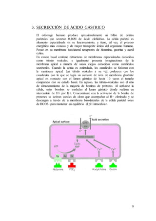 8
3. SECRECCIÓN DE ÁCIDO GÁSTRICO
El estómago humano produce aproximadamente un billón de células
parietales que secretan 0,16M de ácido clohídrico. La célula parietal es
altamente especializada en su funcionamiento, y tiene, tal vez, el proceso
energético más costoso y de mayor transporte iónico del organismo humano.
Posee en su membrana basolateral receptores de histamina, gastrina y acetil
colina.
En estado basal contiene estructuras de membranas especializadas conocidas
como túbulo vesículas, e igualmente presenta invaginaciones de la
membrana apical a manera de sacos ciegos conocidos como canalículos
secretorios. Cuando la célula es estimulada, los canalículos se fusionan con
la membrana apical. Las túbulo vesículas a su vez coalescen con los
canalículos con lo que se logra un aumento de área de membrana glandular
apical en contacto con el lúmen gástrico de hasta 10 veces el tamaño
comparado con su estado basal. En reposo, las túbulo-vesículas son el sitio
de almacenamiento de la mayoría de bombas de protones. Al activarse la
célula, estas bombas se trasladan al lumen gástrico donde realizan en
intercambio de H+ por K+. Concomitante con la activación de la bomba de
protones se activan canales de cloro que acompañan al H+ eliminado y se
descargan a través de la membrana basolaterales de la célula parietal iones
de HCO3- para mantener en equilibrio el pH intracelular.
 