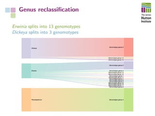 Genus reclassiﬁcation
Erwinia splits into 13 genomotypes
Dickeya splits into 3 genomotypes
 
