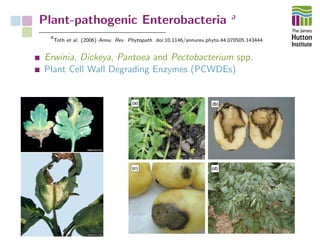 Plant-pathogenic Enterobacteria a b
a
Toth et al. (2006) Annu. Rev. Phytopath. doi:10.1146/annurev.phyto.44.070505.143444
b
Toth et al. (2011) Plant Path. doi:10.1111/j.1365-3059.2011.02427.x
Erwinia, Dickeya, Pantoea and Pectobacterium spp.
Plant Cell Wall Degrading Enzymes (PCWDEs)
 