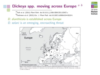 Dickeya spp. moving across Europe a b
a
Toth et al. (2011) Plant Path. doi:10.1111/j.1365-3059.2011.02427.x
b
Parkinson et al. (2015) Eur. J. Plant Path. doi:10.1007/s10658-014-0523-5
D. dianthicola is established across Europe
D. solani is an emerging, encroaching threat
 