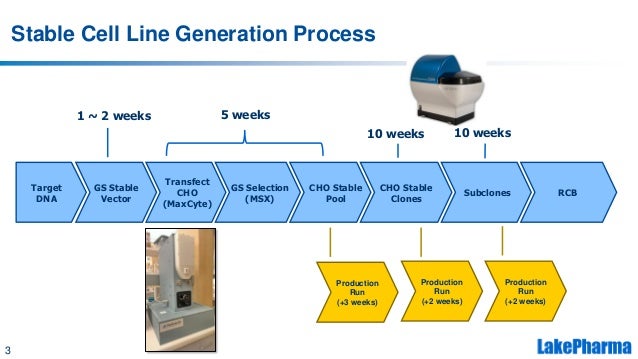LakePharma’s CHO-GSN Platform for Stable Cell Line Generation