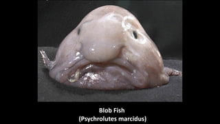 Blob	Fish	
	(Psychrolutes	marcidus)
 