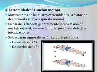 5. Extremidades/ Función motora:
 Movimientos de las cuatro extremidades, la evitación
del estímulo será la respuesta normal.
 La parálisis fláccida generalmente indica lesión de
médula espinal, aunque también puede ser debida a
intoxicaciones.
 Se buscarán signos de lesión cerebral profunda:
 Decorticación (A)
 Descerebración (B)
 