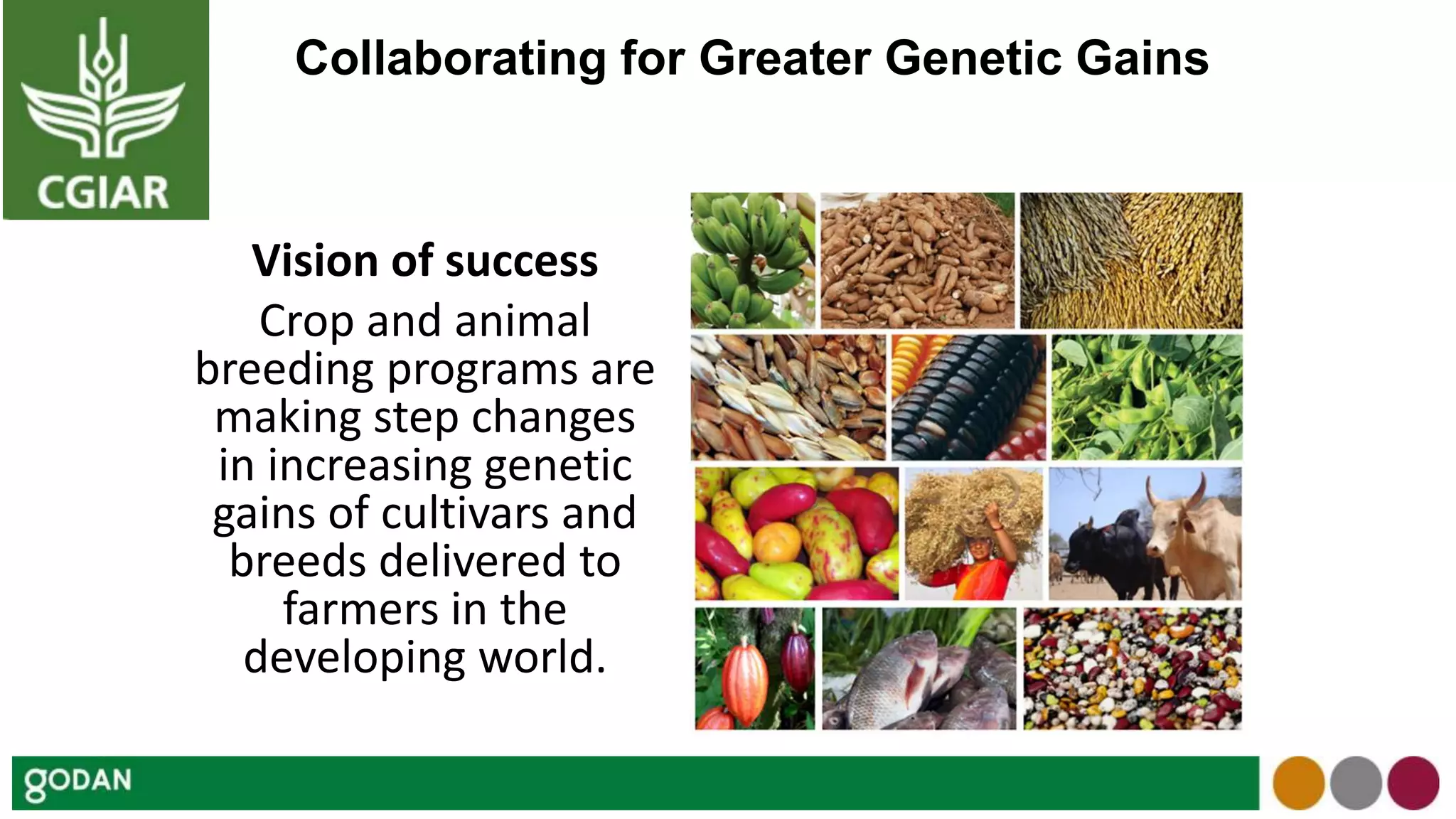 Collaborating for Greater Genetic Gains
Vision of success
Crop and animal
breeding programs are
making step changes
in increasing genetic
gains of cultivars and
breeds delivered to
farmers in the
developing world.
 