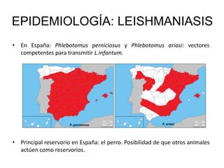 • En España: Phlebotomus perniciosus y Phlebotomus ariasi: vectores
competentes para transmitir L.infantum.
• Principal reservorio en España: el perro. Posibilidad de que otros animales
actúen como reservorios.
EPIDEMIOLOGÍA: LEISHMANIASIS
P. perniciosus P. ariasi
 