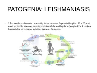 • 2 formas de Leishmania: promastigote extracelular flagelado (longitud 10 a 20 μm)
en el vector flebótomo y amastigote intracelular no flagelado (longitud 2 a 4 μm) en
hospedador vertebrado, incluidos los seres humanos.
PATOGENIA: LEISHMANIASIS
 