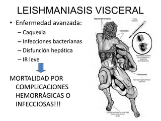 LEISHMANIASIS VISCERAL
• Enfermedad avanzada:
– Caquexia
– Infecciones bacterianas
– Disfunción hepática
– IR leve
MORTALIDAD POR
COMPLICACIONES
HEMORRÁGICAS O
INFECCIOSAS!!!
 