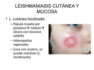 LEISHMANIASIS CUTÁNEA Y
MUCOSA
• L. cutánea localizada:
– Pápula rosada por
picadura nódulo
úlcera con lesiones
satélite
– Adenopatías
regionales
– Cura con cicatriz, se
puede reactivar (L.
recidivante)
 