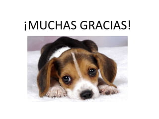 ¡MUCHAS GRACIAS!
 