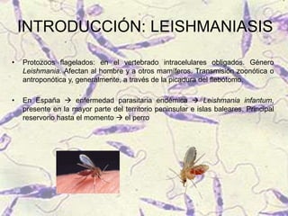 INTRODUCCIÓN: LEISHMANIASIS
• Protozoos flagelados: en el vertebrado intracelulares obligados. Género
Leishmania. Afectan al hombre y a otros mamíferos. Transmisión zoonótica o
antroponótica y, generalmente, a través de la picadura del flebótomo.
• En España  enfermedad parasitaria endémica  Leishmania infantum,
presente en la mayor parte del territorio peninsular e islas baleares. Principal
reservorio hasta el momento  el perro
 