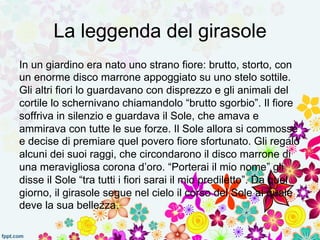La leggenda del girasole 
In un giardino era nato uno strano fiore: brutto, storto, con 
un enorme disco marrone appoggiato su uno stelo sottile. 
Gli altri fiori lo guardavano con disprezzo e gli animali del 
cortile lo schernivano chiamandolo “brutto sgorbio”. Il fiore 
soffriva in silenzio e guardava il Sole, che amava e 
ammirava con tutte le sue forze. Il Sole allora si commosse 
e decise di premiare quel povero fiore sfortunato. Gli regalò 
alcuni dei suoi raggi, che circondarono il disco marrone di 
una meravigliosa corona d’oro. “Porterai il mio nome” gli 
disse il Sole “tra tutti i fiori sarai il mio prediletto”. Da quel 
giorno, il girasole segue nel cielo il corso del Sole al quale 
deve la sua bellezza. 
 