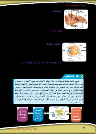 ‫املعرفية‬‫العمليات‬-‫الثالثة‬‫الوحدة‬
‫الثانوى‬ ‫الثانى‬‫الصف‬-‫واالجتماع‬‫النفس‬‫علم‬ 28
‫تنتقل‬ ‫عندما‬
‫إ�شارت‬‫ل‬‫ا‬
‫الكهربائية‬
‫إىل‬� ‫الكيميائية‬
‫املخ‬ ‫يتوىل‬
‫هذه‬ ‫ت�سجيل‬
‫إ�شارات‬‫ل‬‫ا‬
‫إح�سا�س‬�‫ك‬
‫كل‬ ‫يحدث‬
‫االنتباه‬ ‫من‬
‫إدارك‬‫ل‬‫وا‬
:‫الطاقة‬‫3.حتويل‬
‫فيزيائية‬ ‫كانت‬ ‫(�سواء‬ ‫املثري‬ ‫طاقة‬ ‫بتحويل‬ ‫احل�سى‬ ‫اال�ستقبال‬ ‫ع�ضو‬ ‫يقوم‬
‫هى‬ ‫الطاقة‬ ‫من‬ ‫آخر‬� ‫نوع‬ ‫إىل‬� )‫إلخ‬�.... ‫إ�شعاعية‬� ‫أو‬� ‫كيميائية‬ ‫أو‬� ‫ميكانيكية‬ ‫أو‬�
‫لكى‬ ‫وذلك‬ ،‫الكيميائية‬ ‫الكهربية‬ ‫إ�شارات‬‫ال‬ ‫�صورة‬ ‫أخذ‬�‫ت‬ ‫التى‬ ‫الع�صبية‬ ‫الطاقة‬
.‫معها‬ ‫التعامل‬ )‫املخ‬ ‫(وخا�صة‬ ‫الع�صبى‬ ‫للجهاز‬ ‫ميكن‬
:‫إح�سا�س‬�‫ك‬‫املخ‬‫فى‬‫اجلديدة‬‫إ�شارات‬‫ل‬‫ا‬‫ت�سجيل‬.4
‫إىل‬� ‫باحلا�سة‬ ‫اخلا�ص‬ ‫الع�صب‬ ‫عرب‬ )‫املثري‬ ‫على‬ ‫(الدالة‬ ‫الكيميائية‬ ‫الكهربية‬ ‫إ�شارات‬‫ال‬ ‫نقل‬ ‫يتم‬ ‫اخلطوة‬ ‫هذه‬ ‫فى‬
.‫إح�سا�س‬�‫ك‬ ‫إ�شارات‬‫ال‬ ‫هذه‬ ‫وي�سجل‬ ،‫املخ‬ ‫فى‬ ‫إح�سا�س‬‫ال‬ ‫عن‬ ‫امل�سئول‬ ‫اجلزء‬ ‫فين�شط‬ ،‫املخ‬
:‫تطبيقى‬ ‫مثال‬
‫أو‬� ‫منبه‬ ‫بوجود‬ ‫إب�صار‬‫ال‬ ‫عملية‬ ‫أ‬�‫تبد‬ :‫إب�صار‬‫ال‬ ‫عملية‬ ‫خالل‬ ‫من‬ ‫إح�سا�س‬‫ال‬ ‫عملية‬ ‫مراحل‬ ‫يو�ضح‬
‫ب�شبكية‬ ‫املت�صل‬ )‫الب�رصى‬ ‫الع�صب‬ ‫أو‬�( ‫الب�رصى‬ ‫اال�ستقبال‬ ‫ع�ضو‬ ‫يقوم‬ ‫،ثم‬ )ً‫ال‬‫مث‬ ‫ا‬ ً‫�شخ�ص‬ ‫(وليكن‬ ‫مثري‬
‫بتحويل‬‫الب�رصى‬‫الع�صب‬‫ويقوم‬،‫فيزيائية‬‫�ضوئية‬‫طاقة‬‫هيئة‬‫على‬‫ال�شخ�ص‬‫هذا‬‫�صورة‬‫با�ستقبال‬‫العني‬
‫الكهربائية‬ ‫إ�شارات‬‫ال‬ ‫�صورة‬ ‫أخد‬�‫ت‬ ‫التى‬ ‫الع�صبية‬ ‫الطاقة‬ ‫هى‬ ‫الطاقة‬ ‫من‬ ‫آخر‬� ‫نوع‬ ‫إىل‬� ‫الطاقة‬ ‫هذه‬
‫منطقة‬ ‫وتن�شيط‬ ‫تنبيه‬ ‫إىل‬� ‫ؤدى‬�‫ي‬ ‫مما‬ ،‫املخ‬ ‫إىل‬� ‫إ�شارات‬‫ال‬ ‫هذه‬ ‫بنقل‬ ‫الع�صب‬ ‫هذا‬ ‫يقوم‬ ‫ثم‬ ،‫الكيميائية‬
‫تكون‬ ‫ما‬ ‫وعادة‬ ،‫ب�رصى‬ ‫أو‬� ‫مرئى‬ ‫إح�سا�س‬�‫ك‬ ‫إ�شارات‬‫ال‬ ‫هذه‬ ‫ت�سجيل‬ ‫تتوىل‬ ‫والتى‬ ،‫املخ‬ ‫فى‬ ‫إب�صار‬‫ال‬
‫الذى‬ ‫الطبيعى‬ ‫الو�ضع‬ ‫إىل‬� ‫إعادتها‬�‫ب‬ ‫يقوم‬ ‫املخ‬ ‫ولكن‬ ،‫مقلوب‬ ‫و�ضع‬ ‫فى‬ ‫ال�شبكية‬ ‫على‬ ‫ال�شخ�ص‬ ‫�صورة‬
.‫عليه‬ ‫ال�شخ�ص‬ ‫نرى‬
:‫2.اال�ستقبال‬
‫املثري‬ ‫التقاط‬ ‫أو‬� ‫با�ستقبال‬ ‫احل�سى‬ ‫اال�ستقبال‬ ‫ع�ضو‬ ‫يقوم‬ ‫اخلطوة‬ ‫هذه‬ ‫وفى‬
‫أو‬� ‫فيزيائية‬ ‫طاقة‬ ‫تكون‬ ‫(قد‬ ‫الطاقة‬ ‫من‬ ‫معني‬ ‫نوع‬ ‫�صورة‬ ‫فى‬ )‫التنبيه‬ ‫إ�شارة‬� ‫أو‬�(
‫حيث‬ ،‫املثري‬ ‫أو‬� ‫املنبه‬ ‫نوع‬ ‫بح�سب‬ ‫إلخ‬�.... ‫إ�شعاعية‬� ‫أو‬� ‫كيميائية‬ ‫أو‬� ‫ميكانيكية‬
.)‫املثري‬ ‫نوع‬ ‫باختالف‬ ‫الطاقة‬ ‫نوع‬ ‫يختلف‬
‫خا�ص‬ ‫ا�ستقبال‬ ‫ع�ضو‬ ‫إن�سان‬‫ال‬ ‫حوا�س‬ ‫من‬ ‫حا�سة‬ ‫لكل‬ ‫يوجد‬ : ‫هامة‬ ‫مالحظة‬
‫معينة‬ ‫ملثريات‬ ‫اال�ستجابة‬ ‫فى‬ ‫متخ�ص�ص‬ ‫ع�صب‬ ‫نهاية‬ ‫عن‬ ‫عبارة‬ ‫وهو‬ ،‫امل�ستقبل‬ ‫ي�سمى‬ ‫بها‬
.‫الخ‬ ....‫ال�شمى‬ ‫والع�صب‬ ،‫الب�رصى‬ ‫والع�صب‬ ،‫ال�سمعى‬ ‫الع�صب‬ ‫فهناك‬ ‫ولذلك‬ ،‫وا�ستقبالها‬
 