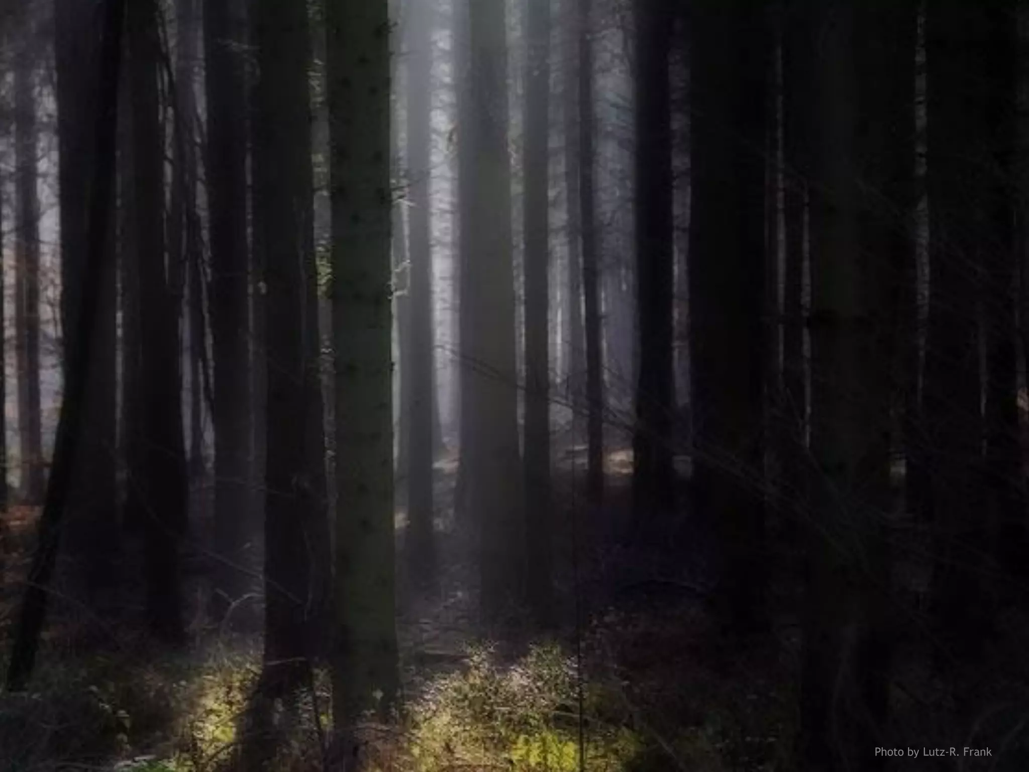 Дизайн-мышление. Интенсив. БВШД Lumiknows, Екатерина Храмкова 3Photo by Lutz-R. Frank
 