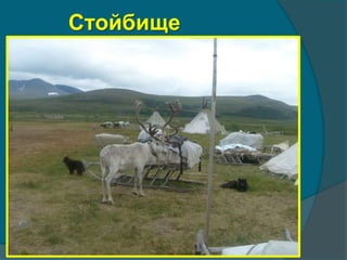 Стойбище
 