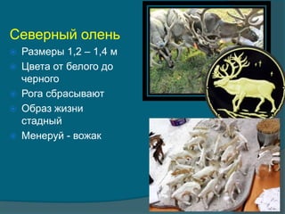 Северный олень
 Размеры 1,2 – 1,4 м
 Цвета от белого до
черного
 Рога сбрасывают
 Образ жизни
стадный
 Менеруй - вожак
 