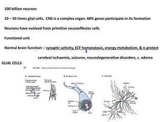 100 billion neurons
10 – 50 times glial cells, CNS is a complex organ, 40% genes participate in its formation
Neurons have evolved from primitive neuroeffector cells
Functional unit
Normal brain function :- synaptic activity, ECF homeostasis, energy metabolism, & n.protect
cerebral ischaemia, seizures, neurodegenerative disorders, c. edema
GLIAL CELLS
