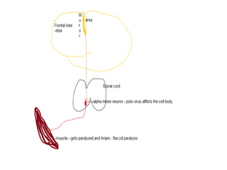 2016.03.15 neurophysiology-intro