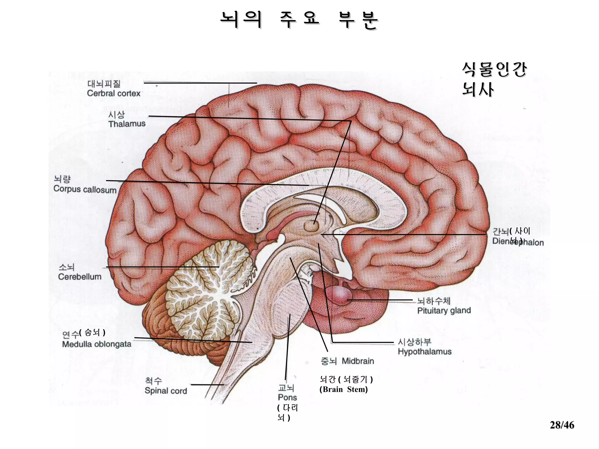 인체의+구조와+성장발달(2016) | PPT