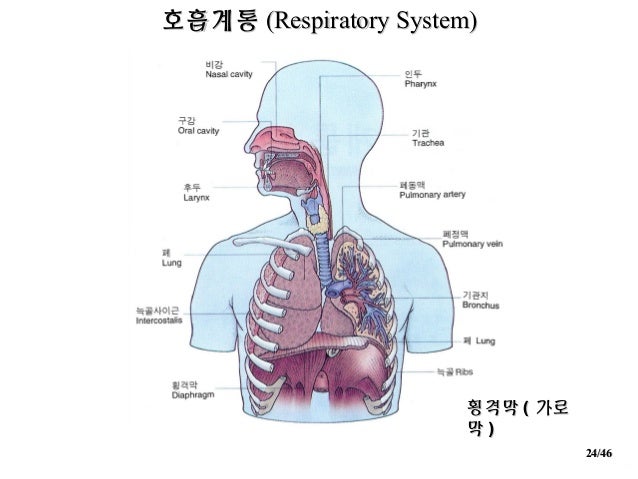 인체의+구조와+성장발달(2016)