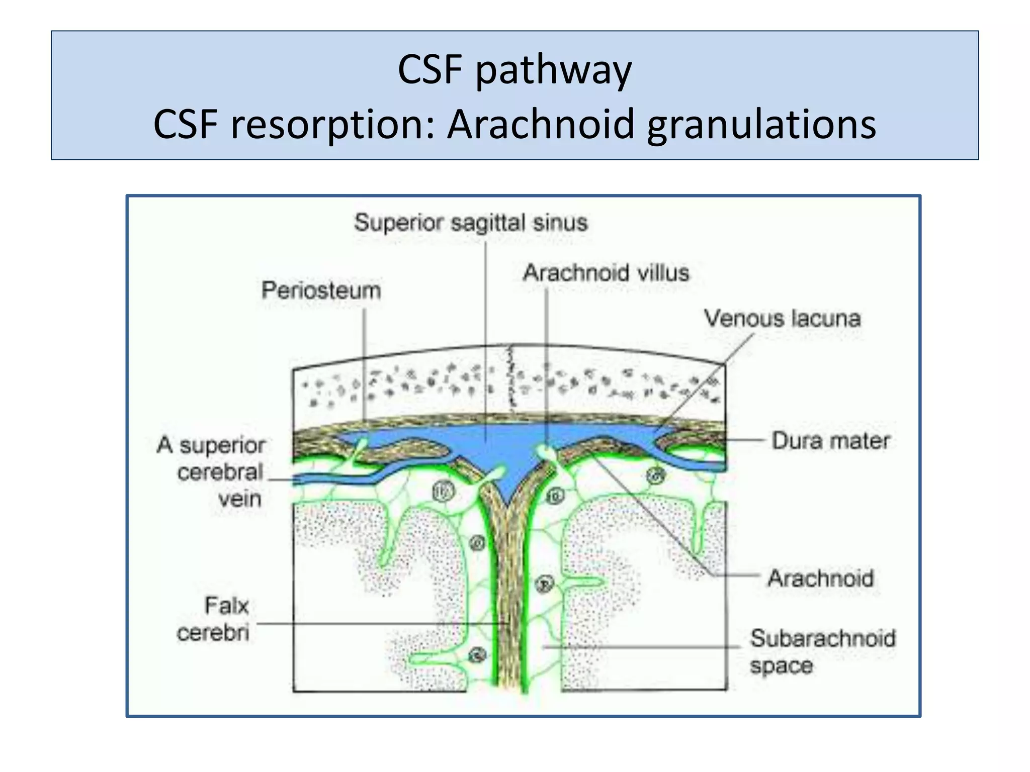 CSF pathway
CSF resorption: Arachnoid granulations
 