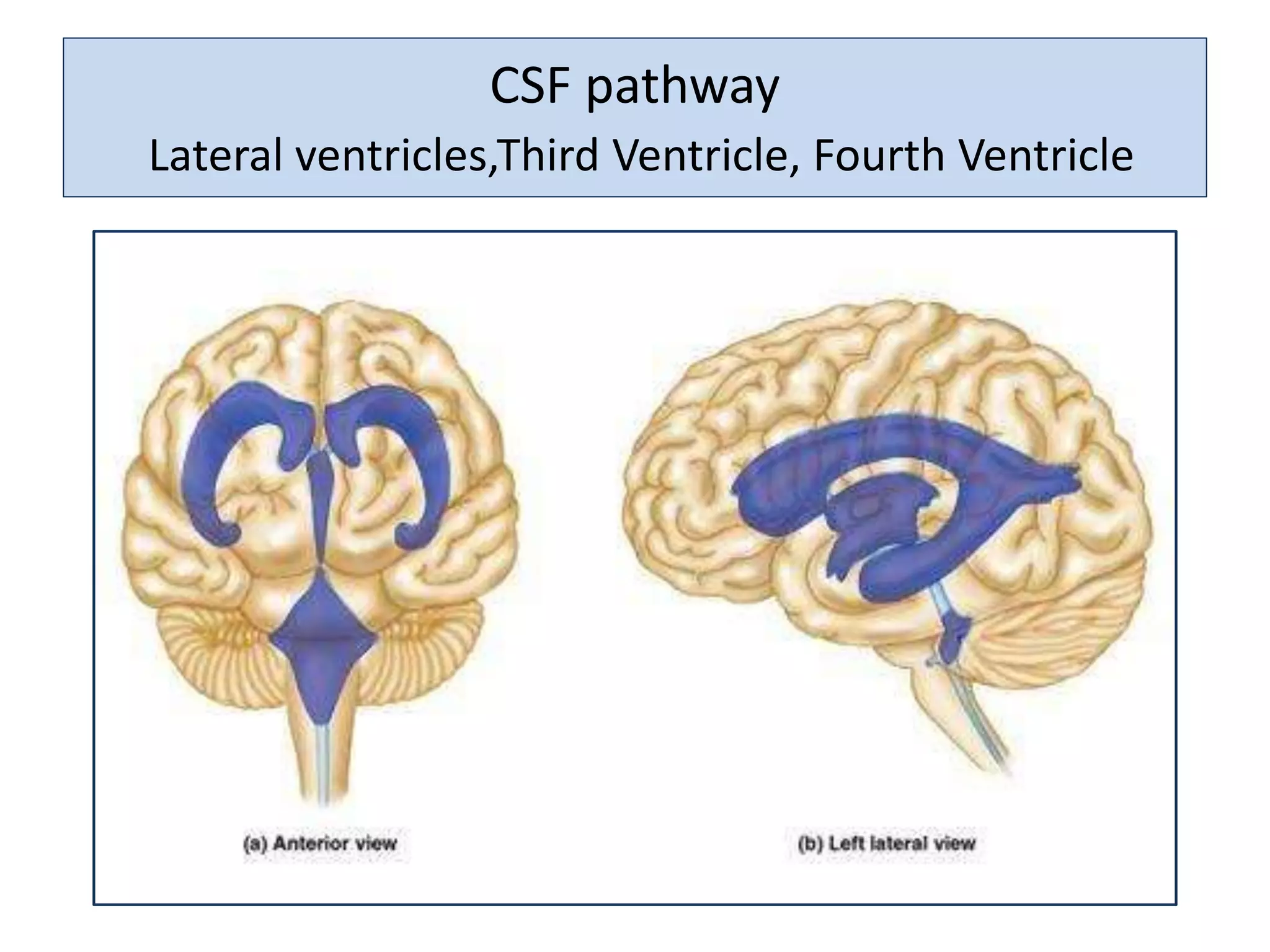 CSF pathway
Lateral ventricles,Third Ventricle, Fourth Ventricle
 
