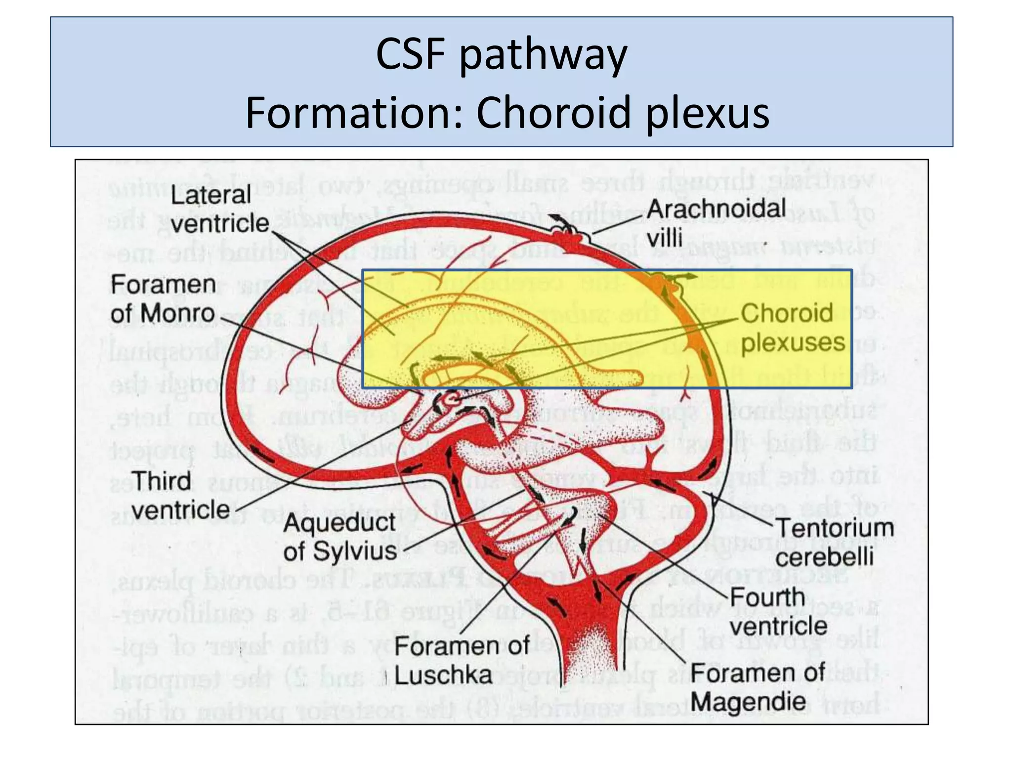 CSF pathway – FormationCSF pathway
Formation: Choroid plexus
 