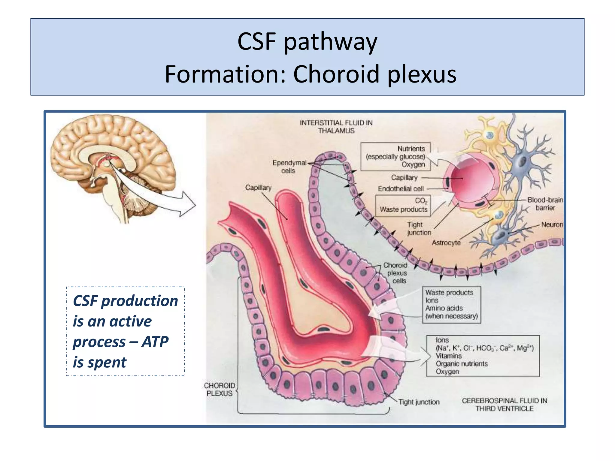 CSF pathway
Formation: Choroid plexus
CSF production
is an active
process – ATP
is spent
 