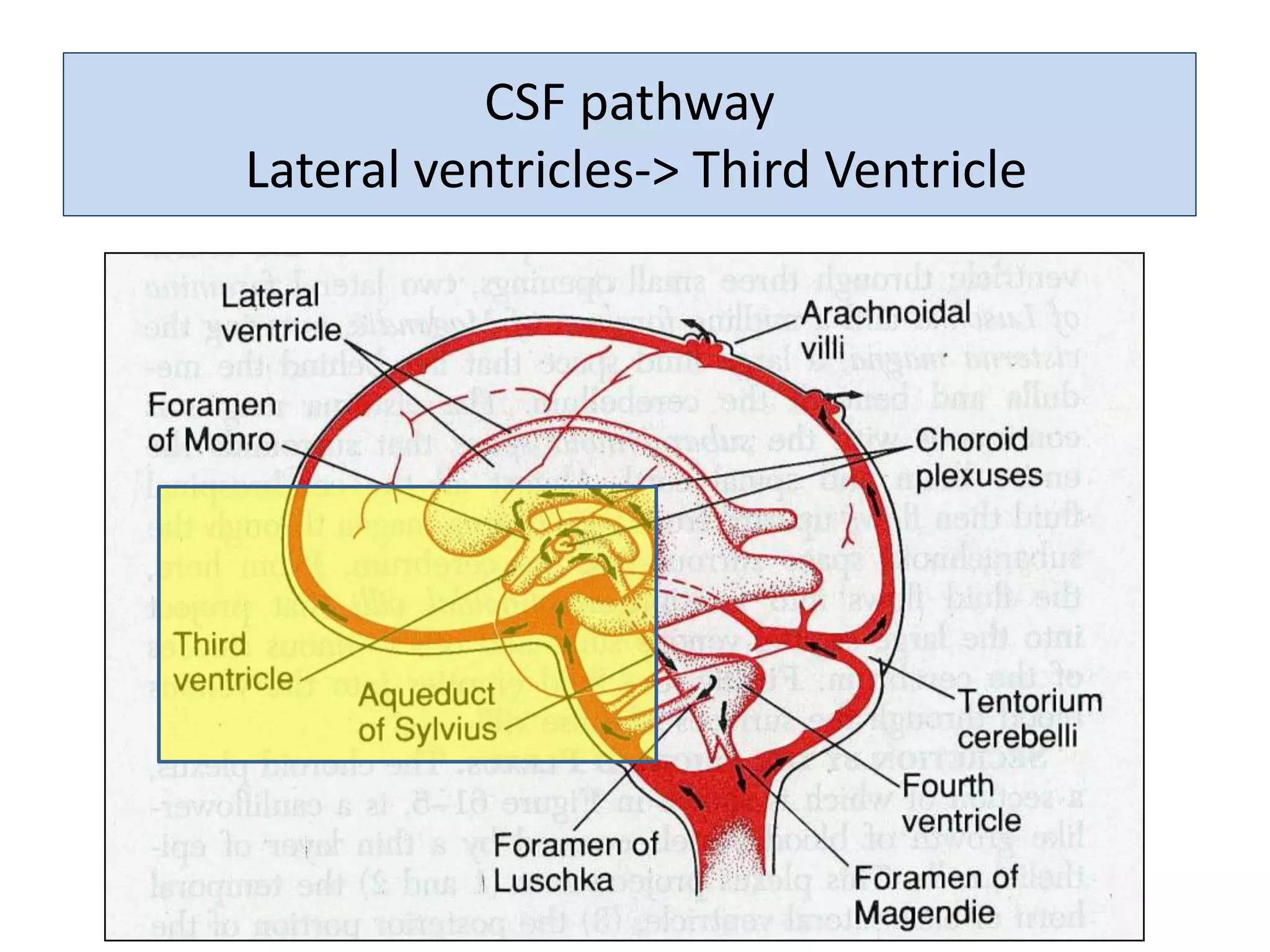 CSF pathway
Lateral ventricles-> Third Ventricle
 
