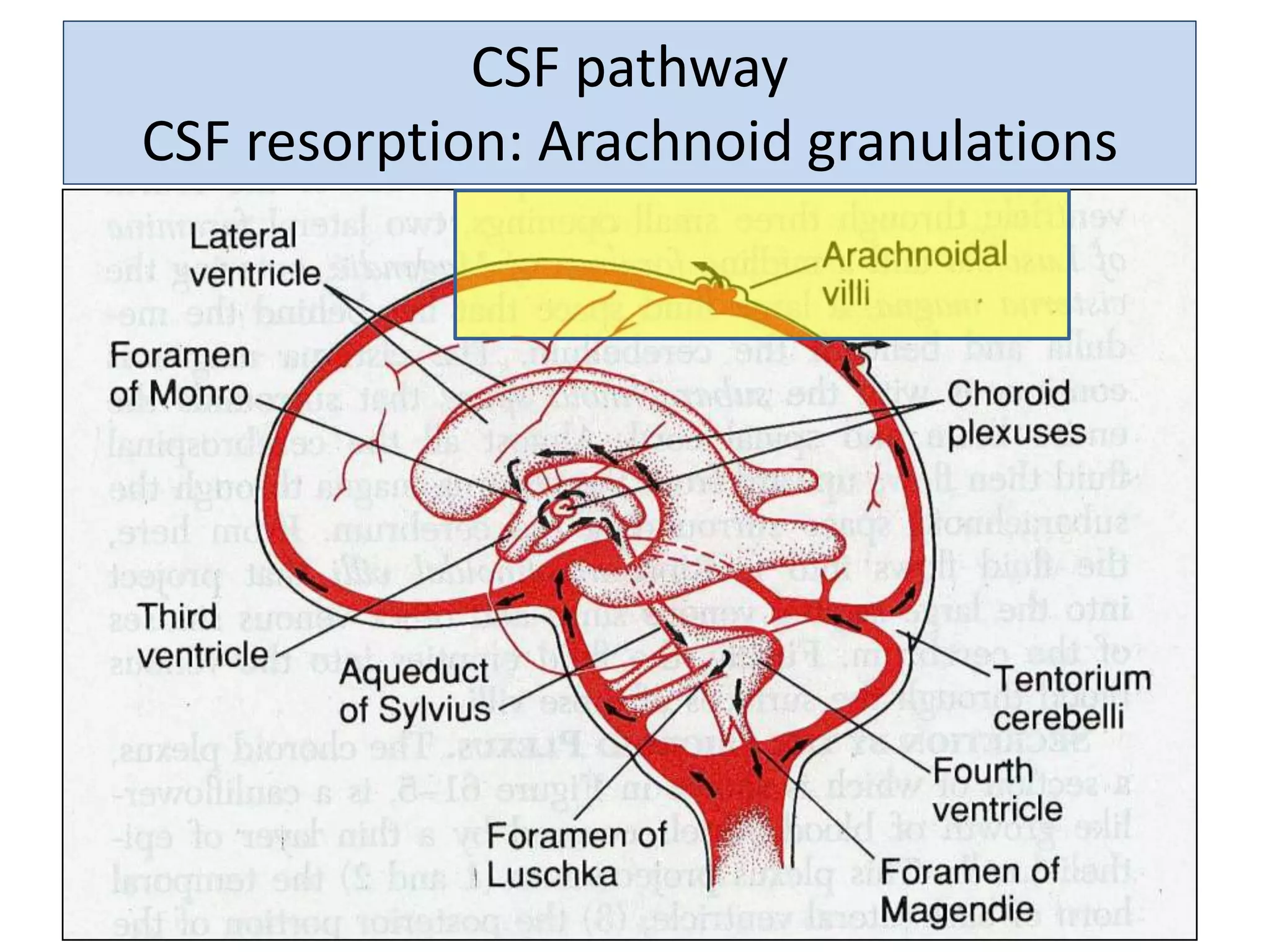 CSF pathwayCSF pathway
CSF resorption: Arachnoid granulations
 