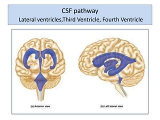 CSF pathway
Lateral ventricles,Third Ventricle, Fourth Ventricle
 