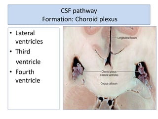 • Lateral
ventricles
• Third
ventricle
• Fourth
ventricle
CSF pathway
Formation: Choroid plexus
 