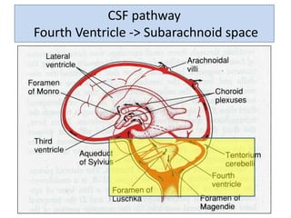 CSF pathwayCSF pathway
Fourth Ventricle -> Subarachnoid space
 