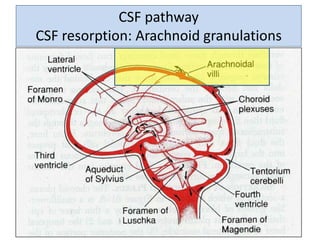 CSF pathwayCSF pathway
CSF resorption: Arachnoid granulations
 