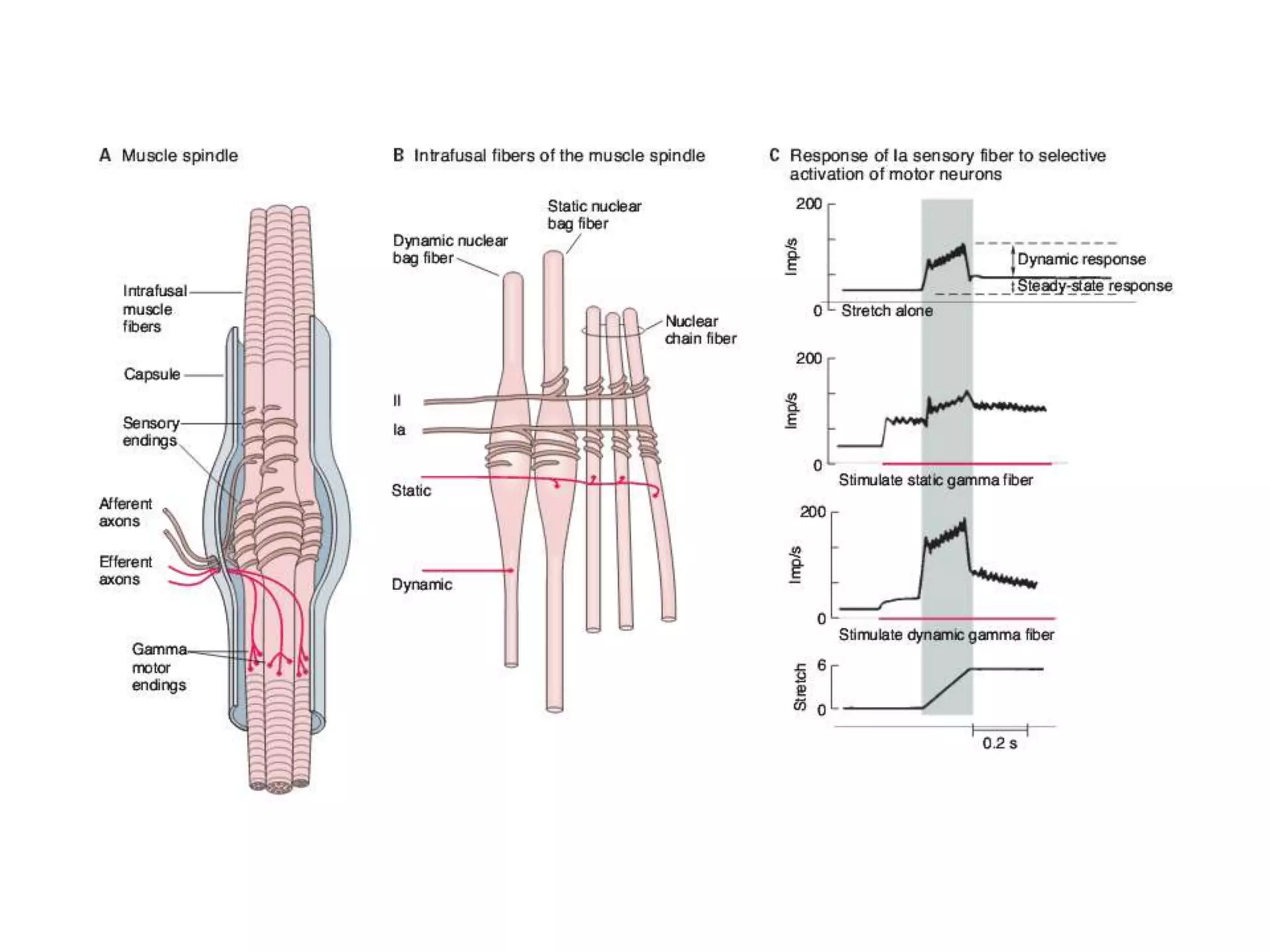 2016.03.23 monosynaptic reflex