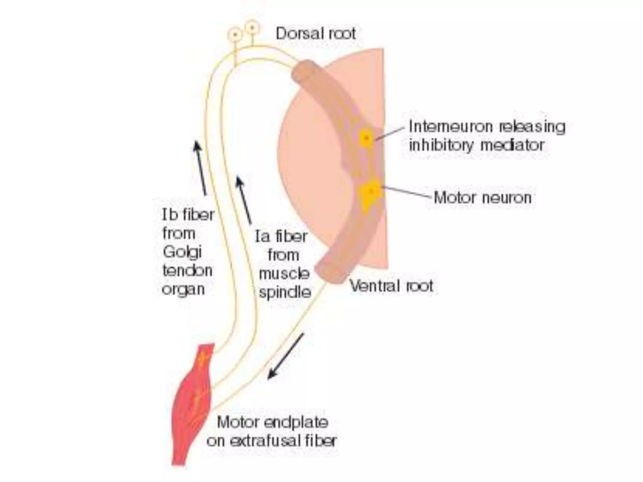 2016.03.23 monosynaptic reflex