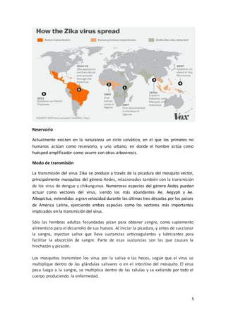 5
Reservorio
Actualmente existen en la naturaleza un ciclo selvático, en el que los primates no
humanos actúan como reservorio, y uno urbano, en donde el hombre actúa como
huésped amplificador como ocurre con otras arbovirosis.
Modo de transmisión
La transmisión del virus Zika se produce a través de la picadura del mosquito vector,
principalmente mosquitos del género Aedes, relacionados también con la transmisión
de los virus de dengue y chikungunya. Numerosas especies del género Aedes pueden
actuar como vectores del virus, siendo los más abundantes Ae. Aegypti y Ae.
Albopictus, extendidos a gran velocidad durante las últimas tres décadas por los países
de América Latina, ejerciendo ambas especies como los vectores más importantes
implicados en la transmisión del virus.
Sólo las hembras adultas fecundadas pican para obtener sangre, como suplemento
alimenticio para el desarrollo de sus huevos. Al iniciar la picadura, y antes de succionar
la sangre, inyectan saliva que lleva sustancias anticoagulantes y lubricantes para
facilitar la absorción de sangre. Parte de esas sustancias son las que causan la
hinchazón y picazón.
Los mosquitos transmiten los virus por la saliva o las heces, según que el virus se
multiplique dentro de las glándulas salivares o en el intestino del mosquito. El virus
pasa luego a la sangre, se multiplica dentro de las células y se extiende por todo el
cuerpo produciendo la enfermedad.
 