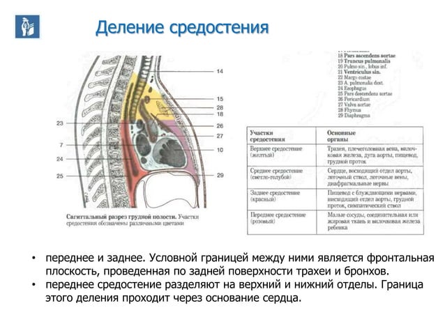 Топографическая анатомия переднего и заднего средостения презентация