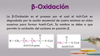 β-Oxidación
La β-Oxidación es el proceso por el cual el Acil-CoA es
degradado por la acción secuencial de cuatro enzimas en ciclos
sucesivos para formar Acetil-CoA. Su nombre se debe a que
permite la oxidación del carbono en posición β.
 