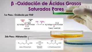 1er Paso.- Oxidación por FAD
2da Paso.- Hidratación
β -Oxidación de Ácidos Grasos
Saturados Pares
 