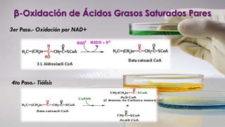 3er Paso.- Oxidación por NAD+
4to Paso.- Tiólisis
β-Oxidación de Ácidos Grasos Saturados Pares
 