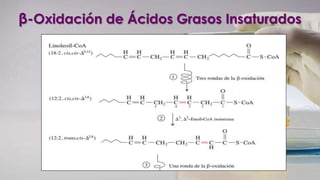β-Oxidación de Ácidos Grasos Insaturados
 