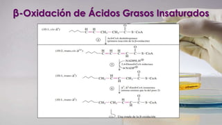 β-Oxidación de Ácidos Grasos Insaturados
 
