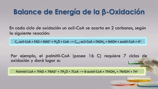 Balance de Energía de la β-Oxidación
En cada ciclo de oxidación un acil-CoA se acorta en 2 carbonos, según
la siguiente reacción:
Por ejemplo, el palmitil-CoA (posee 16 C) requiere 7 ciclos de
oxidación y dará lugar a:
Cn-acil-CoA + FAD + NAD+ + H20 + CoA ⟶ Cn-2-acil-CoA + FADH2 + NADH + acetil-CoA + H+
Palmitil-CoA + 7FAD + 7NAD+ + 7H20 + 7CoA ⟶ 8-acetil-CoA + 7FADH2 + 7NADH + 7H+
 