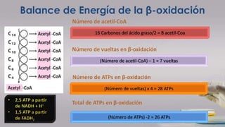 Balance de Energía de la β-oxidación
16 Carbonos del ácido graso/2 = 8 acetil-Coa
(Número de acetil-CoA) – 1 = 7 vueltas
(Número de vueltas) x 4 = 28 ATPs
(Número de ATPs) -2 = 26 ATPs
 