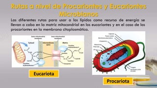 Rutas a nivel de Procariontes y Eucariontes
Microbianos
Las diferentes rutas para usar a los lípidos como recurso de energía se
llevan a cabo en la matriz mitocondrial en los eucariontes y en el caso de los
procariontes en la membrana citoplasmática.
Eucariota
Procariota
 