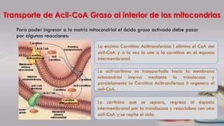 Transporte de Acil-CoA Graso al interior de las mitocondrias
Para poder ingresar a la matriz mitocondrial el ácido graso activado debe pasar
por algunas reacciones:
La enzima Carnitina Aciltransferasa I elimina el CoA del
acil-CoA y a la vez lo une a la carnitina en el espacio
intermembranal.
La acil-cartinina es transportada hacia la membrana
mitocondrial interna mediante la translocasa y
paralelamente la Carnitina Aciltransferasa II regenera el
acil-CoA.
La cartinina que se separa, regresa al espacio
intermembranal por la translocasa y reacciobna con otro
acil-CoA y se repite el ciclo.
 