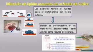 Utilización de Lípidos presentes en un Medio de Cultivo
Las bacterias toman los lípidos
para su metabolismo del medio
externo.
Lípidos se descomponen en sus
monómeros constituyentes para
usarlos como recurso de energía.
 