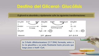Destino del Glicerol- Glucólisis
La 3-fosfo dihidroxiacetona (3 P DHA) formada, entra a
la vía glucolítica y se oxida finalmente hasta piruvato que
luego pasa a Acetil -CoA.
El glicerol es absorbido y rápidamente sufre las siguientes transformaciones:
 
